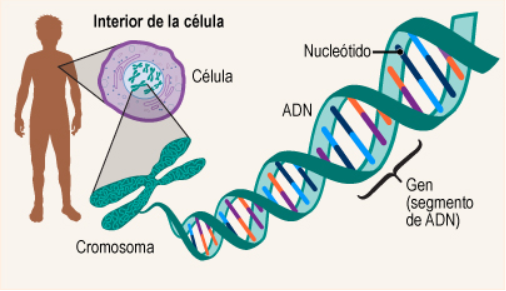ADN célula